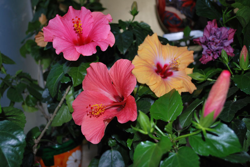 DSC_0272.jpg