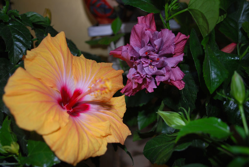 DSC_0282.jpg