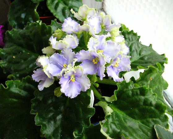 Optimara EverGrace