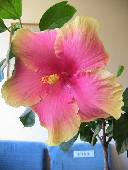 Aloha 015.jpg