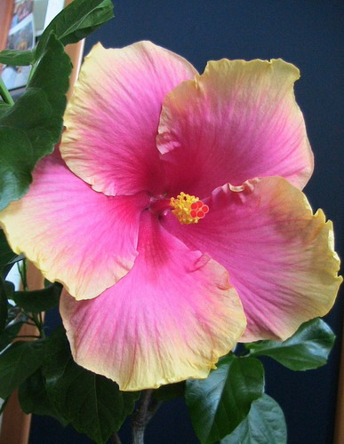 Aloha_1.jpg