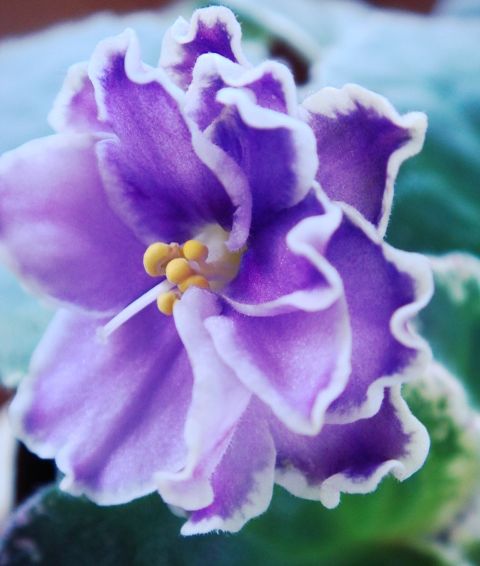 Buckeye Sarsparilla - первое цветение