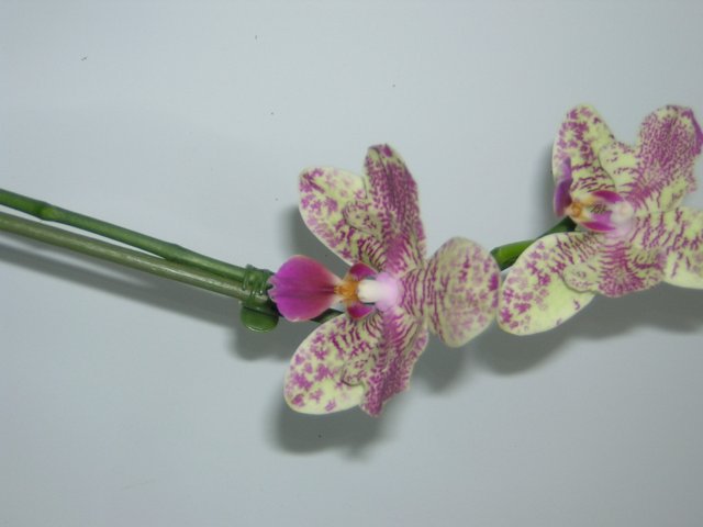 Цветок ярче, чем на фото