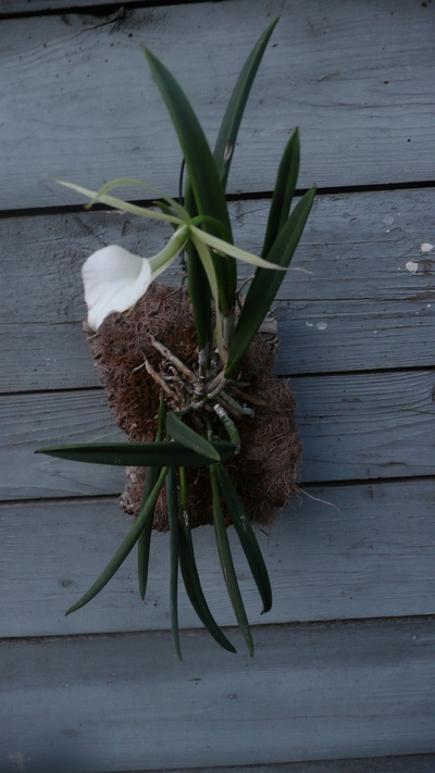 Brassavola nodosa