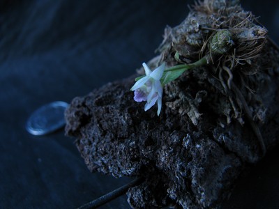 dendrobium garettii