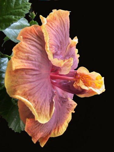 Gator_3-е цветение 004.jpg