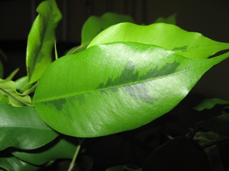 2(Ficus benjamina &quot;&quot; Реждинальд