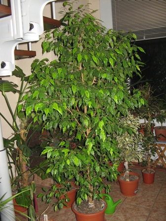 2(Ficus benjamina &quot;&quot; Реждинальд