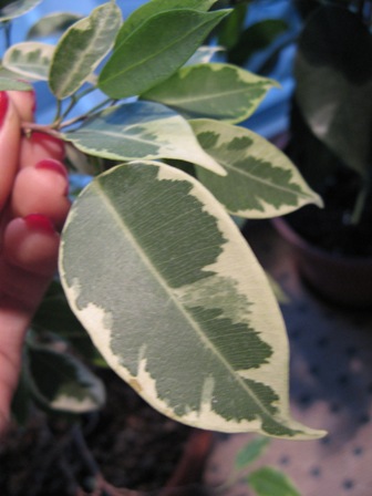 4(Ficus benjamina &quot;&quot; Рианди