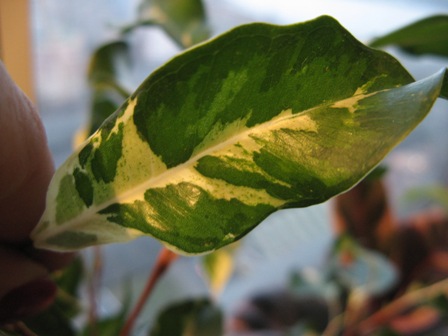 5(Ficus benjamina &quot;&quot; Кёрли