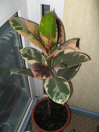 8(Ficus elastica Белиз)