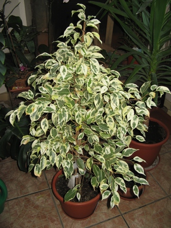 7(Ficus benjamina &quot;&quot;) Старлайт