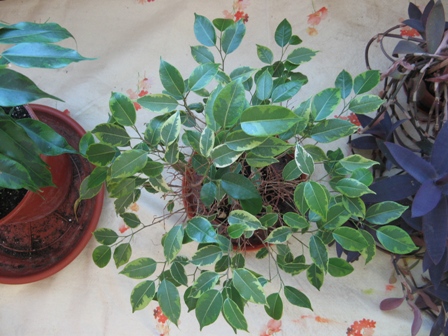 9(Ficus benjamina &quot;Kinky&quot;) Кинки