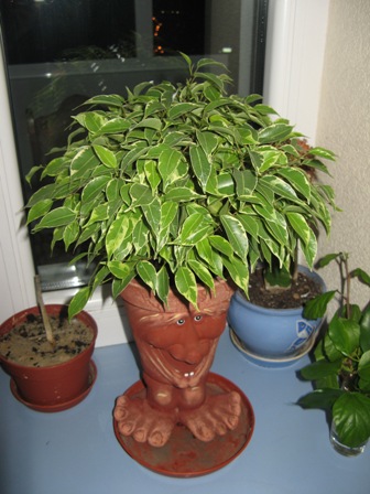 9(Ficus benjamina Кинки