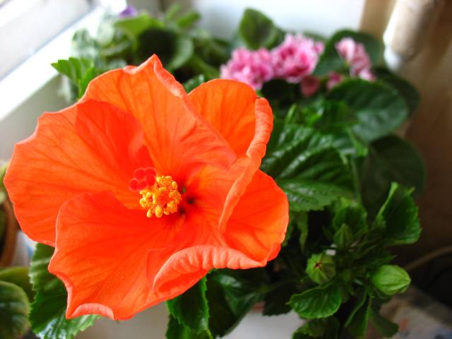 Jay`s Orange