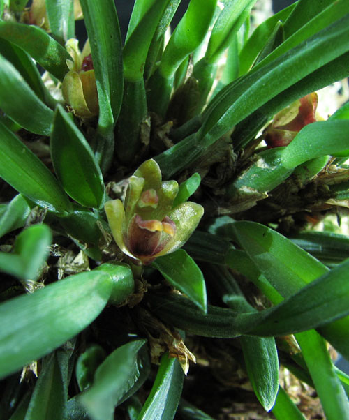 Maxillaria uncata 1.jpg