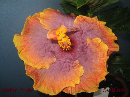 IMG_3241 copy.jpg