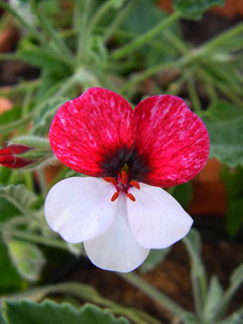 Pelargonium Splendide.