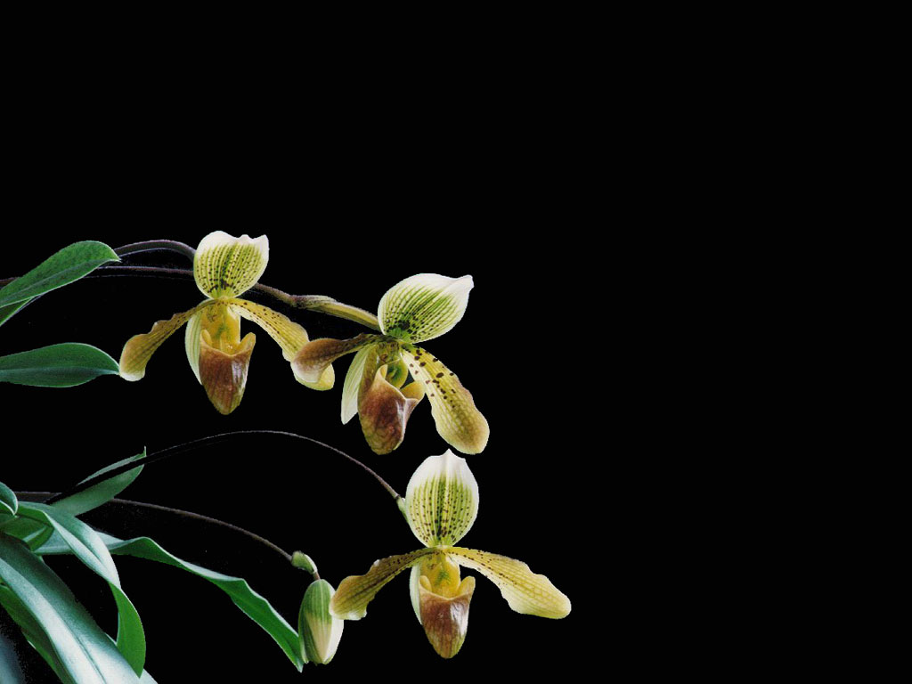 paph04.jpg