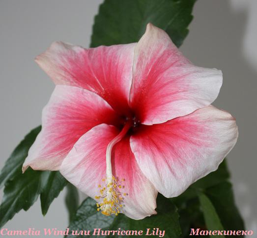 Camelia Wind или Hurricane Lily.jpg