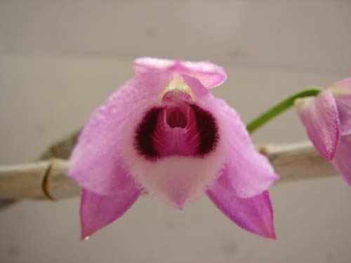 Dendr1.jpg