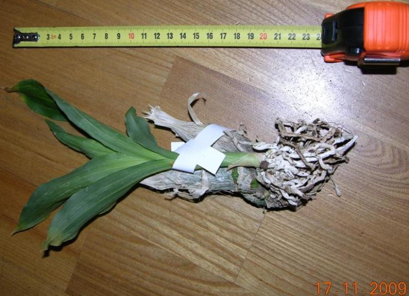 Фото орхидеи Catasetum fimbriatum