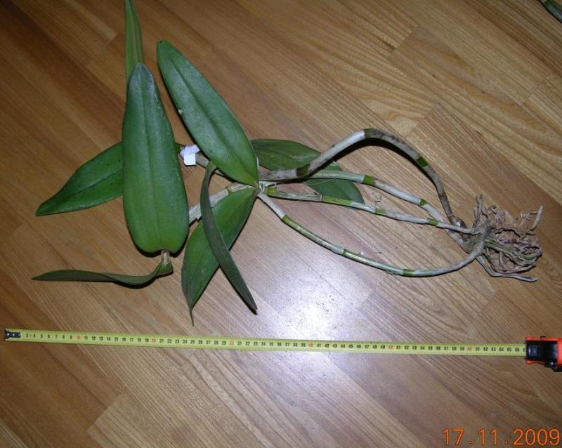 Фото орхидеи Cattleya leopoldii var. purpurea