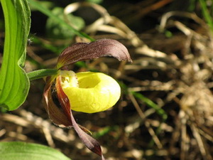 Cypripedium calceolus 12.jpg