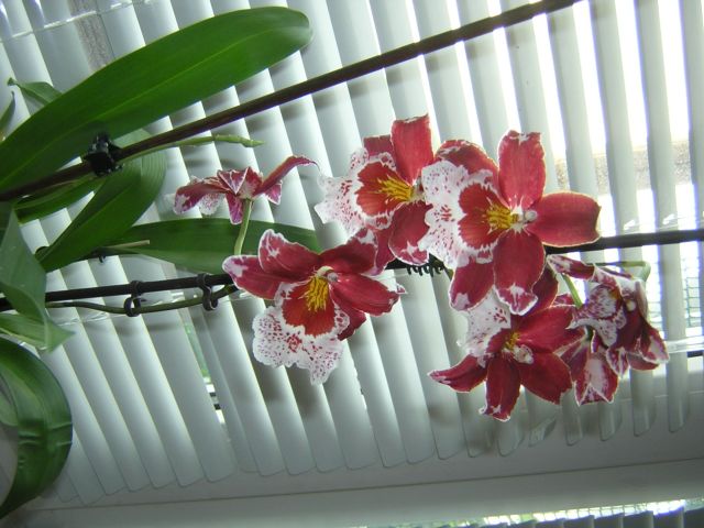 Только открылся последний цветок и гонит 2-й цветонос