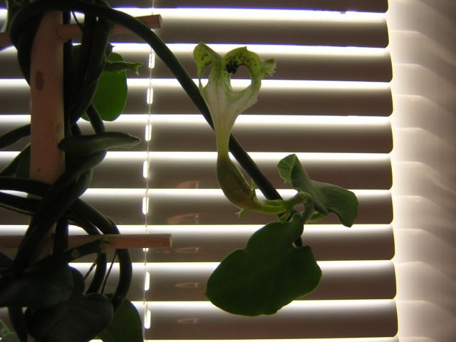 DSCN4369.jpg