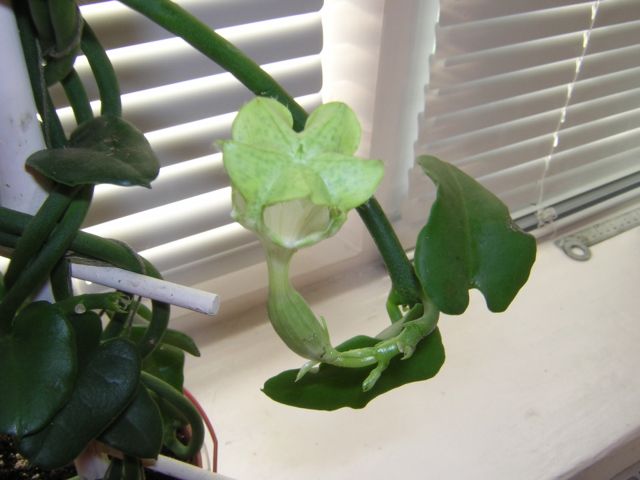 DSCN4374.jpg