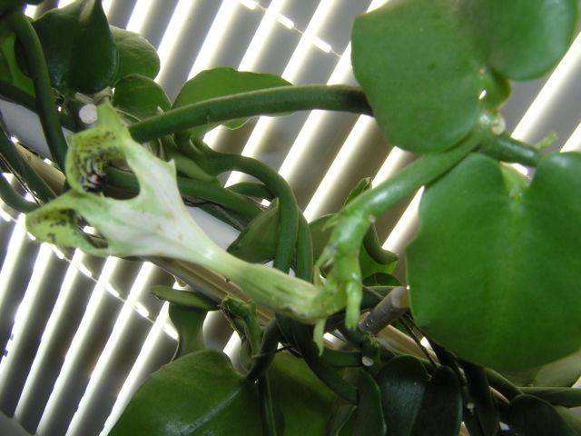 DSCN4380.jpg