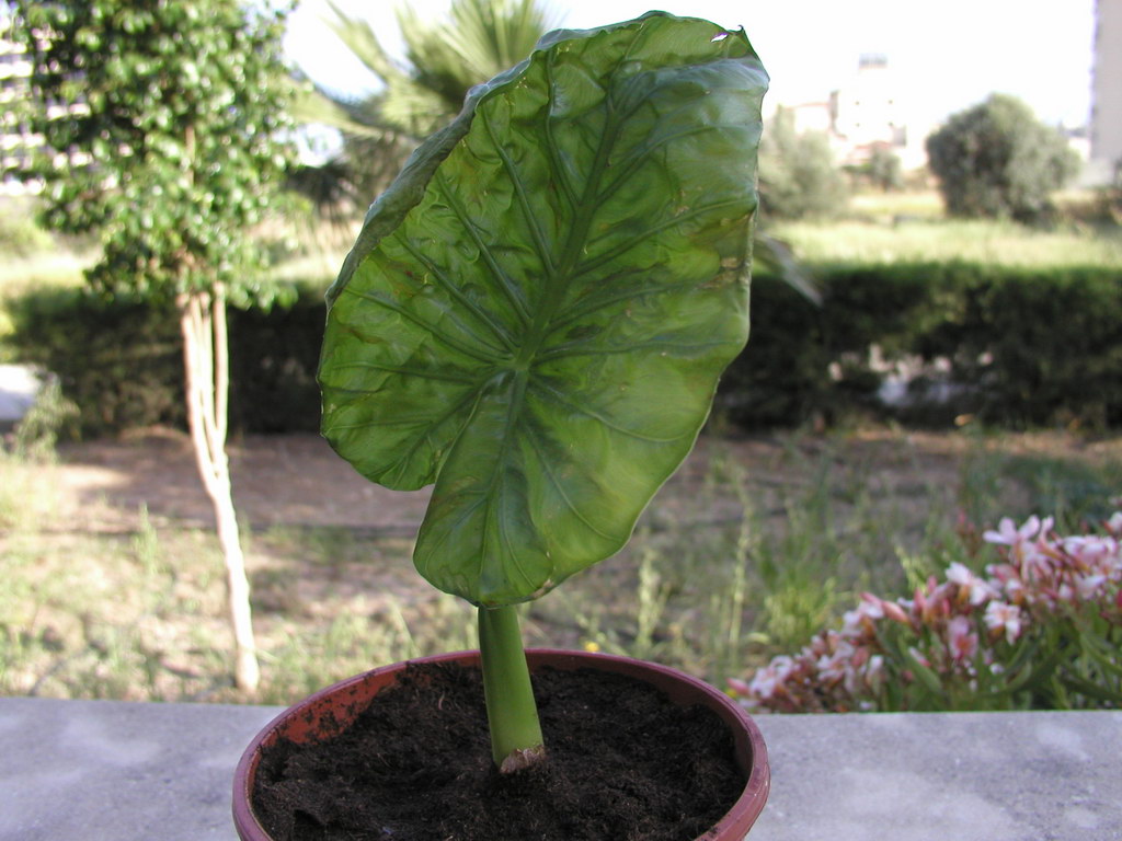 flower3.jpg