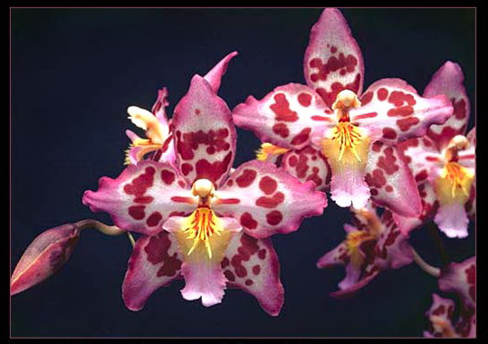 plant023.jpg