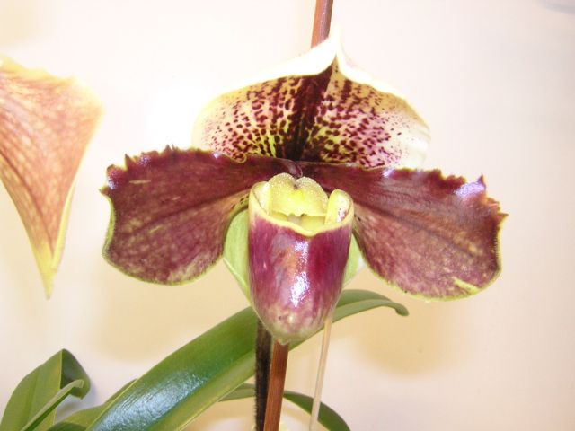 Новичок только открывается