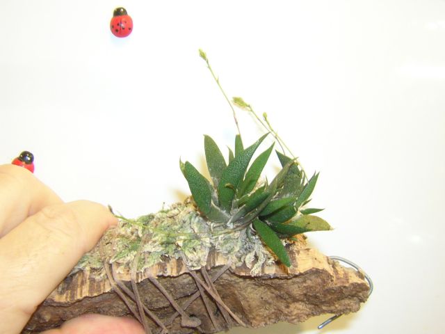 Macroclinium manabinum