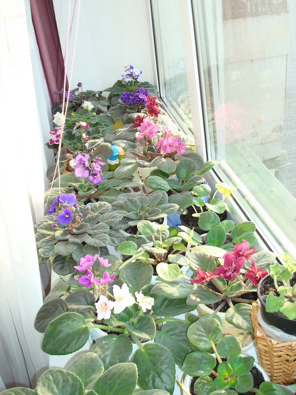 DSC02821_resize.jpg