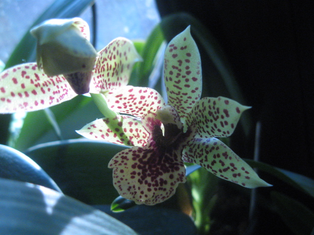 Propetalum Hark.jpg