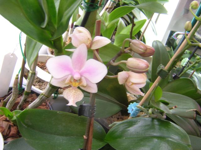 Из 20-и фото эти хоть как то передают цвет