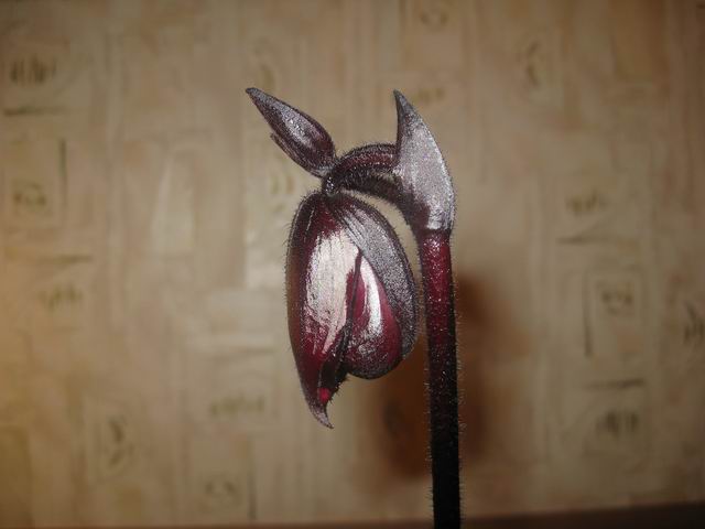 Resize of IMG_1728.JPG