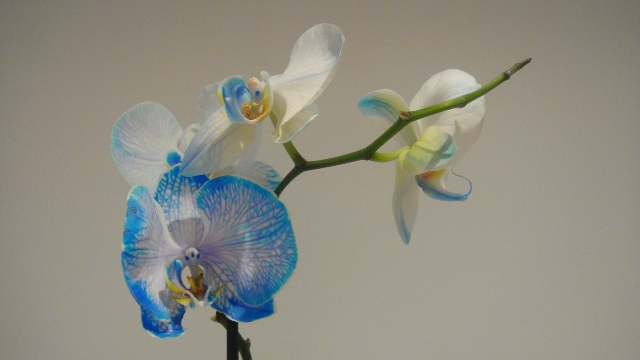 орхидея1.JPG