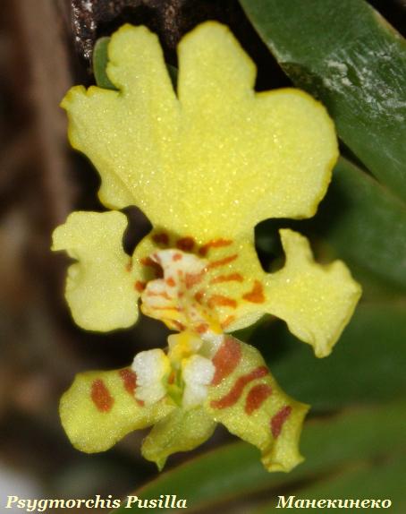 Psygmorchis Pusilla 2.jpg