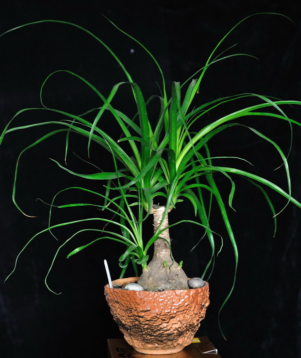 beaucarnea.jpg