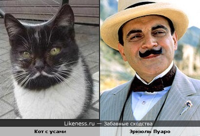 пуаро.jpg
