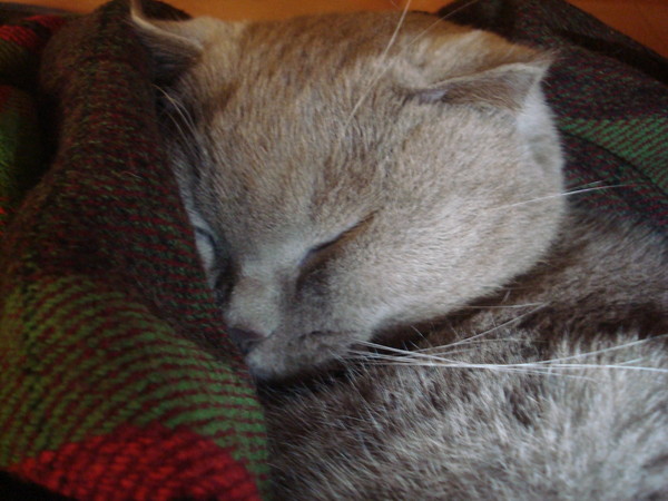 DSC03649  11.JPG