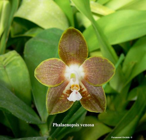 Phal%20venosa1.jpg