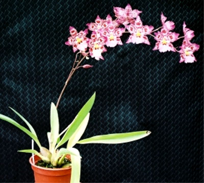 wils%20calico%20gem%20greenvalley.jpg