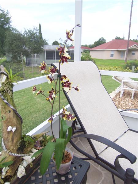 100_0688_Medium_.jpg