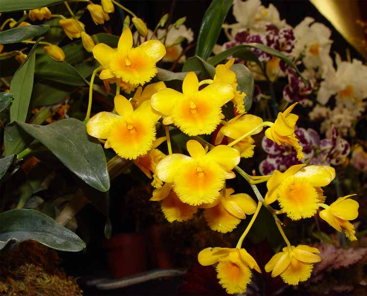 den_chrysotoxum.jpg
