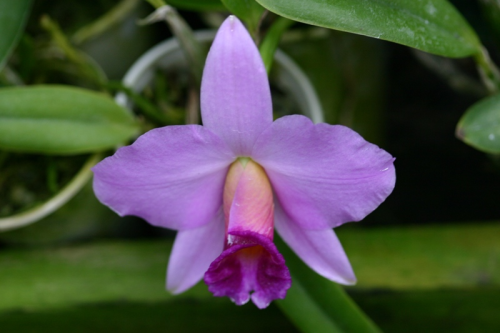 Фото орхидеи Laelia praestans tipo claro &quot;Pedra Azul&quot; x L praestans tipo &quot;Lena&quot;